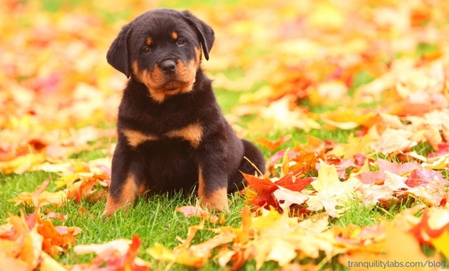 Autumn Anxiety: 8 Ways of Relief